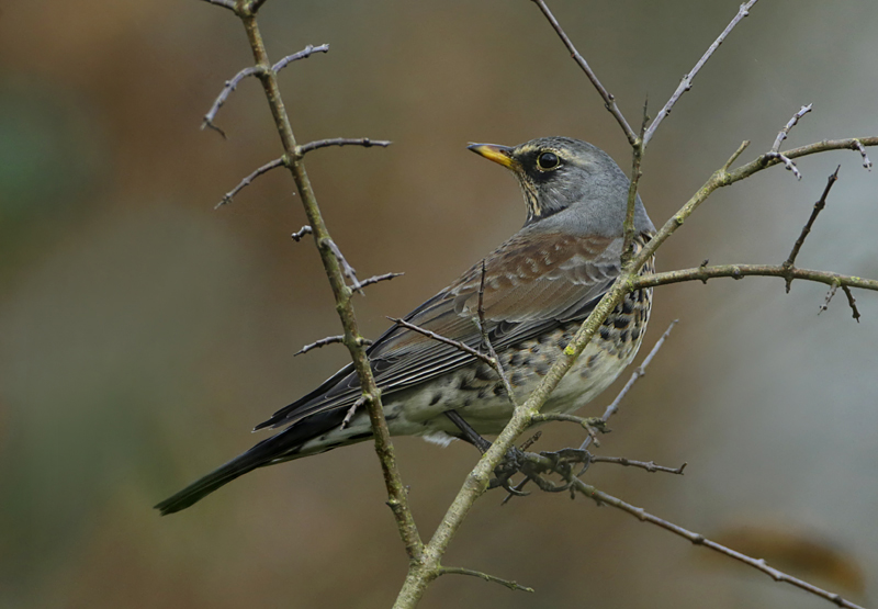 059 - kramsvogel.jpg